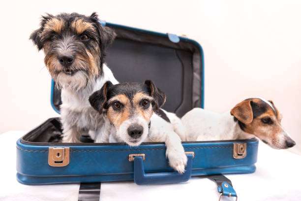 istock Vacation with several dogs -  small Jack Russell Terrier. Ready for the trip 1450715447