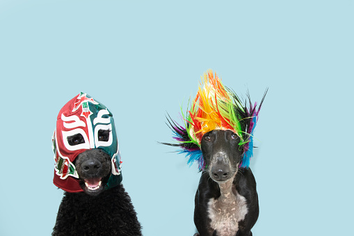Two dogs celebrating carnival or new year wearing a wrestling costume and a colorful wig. Isolated on blue pastel background
