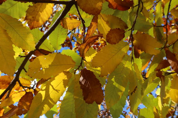 istock Chestnut tree route. Rozas de Puerto Real, Madrid. Spain 1450717135