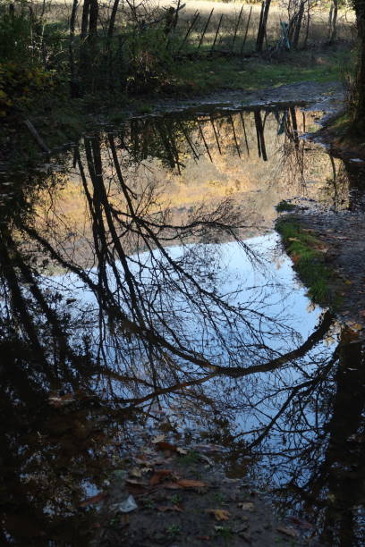 istock Chestnut tree route. Rozas de Puerto Real, Madrid. Spain 1450718389
