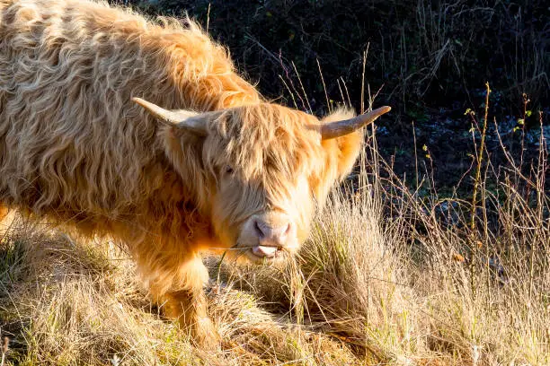 This beautiful Highland Cow knew when to stick his tongue out.