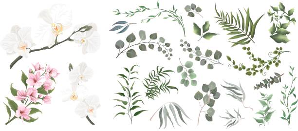 ilustrações, clipart, desenhos animados e ícones de imprimir - sweet magnolia white large flower