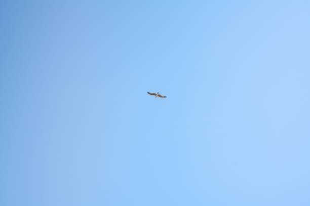 istock A seagull flying alone with blue sky in the background 1450720355