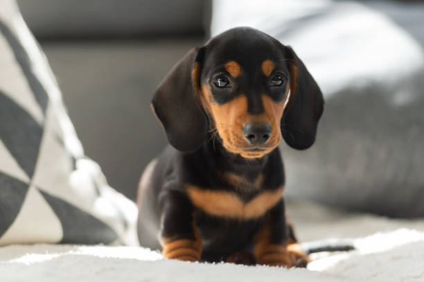 Cute small sausage dog 10 weeks old on the sofa indoor Cute small sausage dog 10 weeks old on the grey sofa indoor dachshund photos stock pictures, royalty-free photos & images