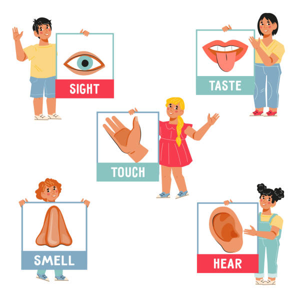 Children holding five senses cards, flat vector illustration isolated. Children holding five senses cards, flat vector illustration isolated on white background. Set of five human senses symbols. Infographic for learning materials and worksheets for kids education. sensory impulse stock illustrations