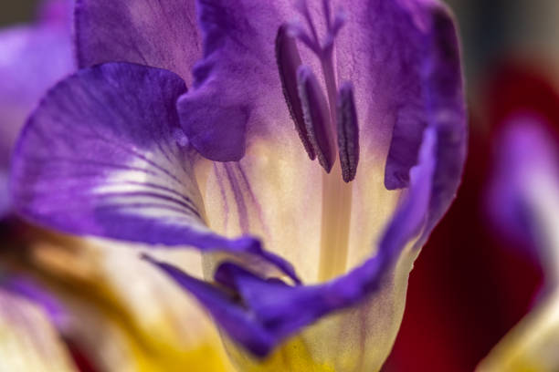 istock Macro of purple and white freesia 1450727748