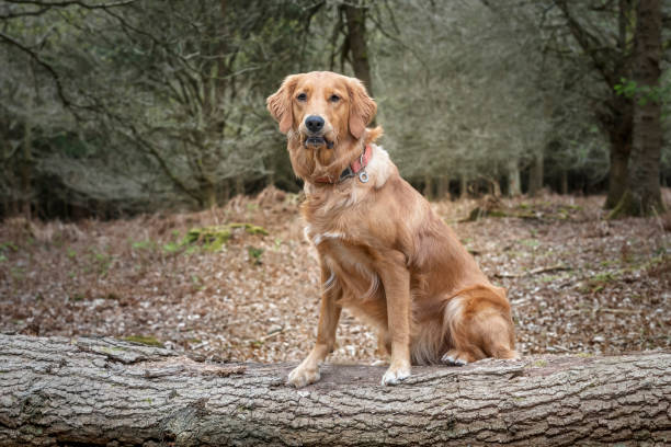 istock Golden Retriever posing for the camera in the forest on a log 1450730210