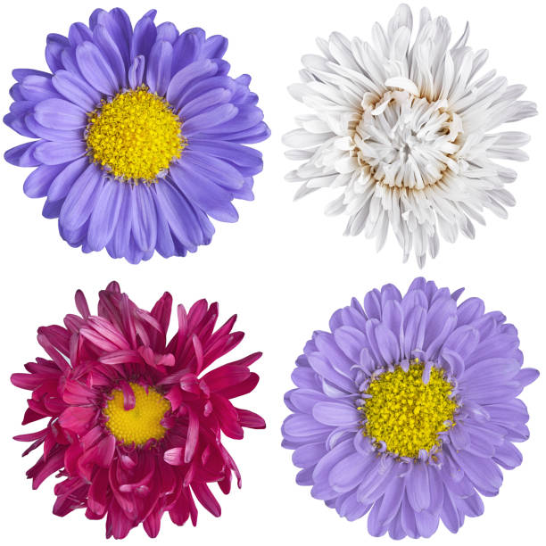 istock flowers pattern for designer on white isolated background.chamomile, dahlia and wild flower. medical and beauty industry. 1450730274