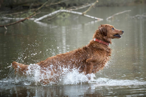 istock Golden Retriever playing in a lake with dripping water 1450730281