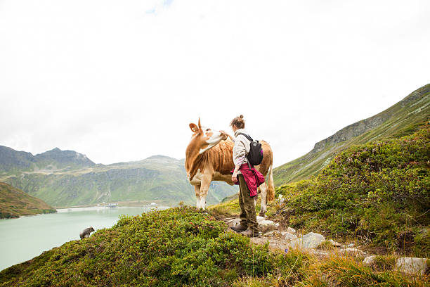 femme de caresses une vache, alpes, tyrol, autriche - european alps austria mountain tirol photos et images de collection