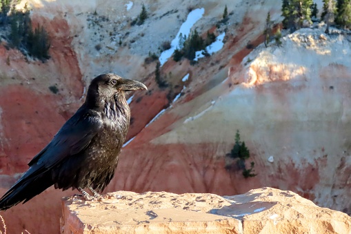 A raven protects the stunning landscape of Bryce Canyon National Park.