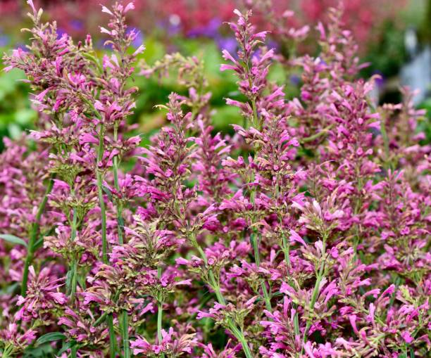 Closeup shot of Agastache plants blooming under sunlight in the field A closeup shot of Agastache plants blooming under sunlight in the field agastache stock pictures, royalty-free photos & images