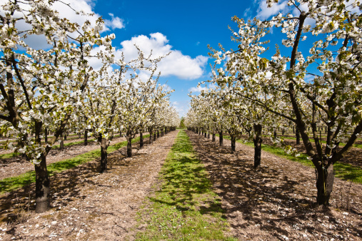 Springtime in the orchard with old apple trees in a meadow and cows in the distant background. Wide panoramic landscape image