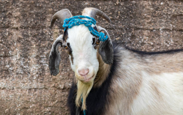 istock Images of animals in a rural setting. 1450736257