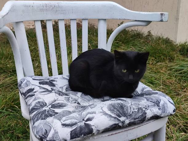 istock Cat sitting on the vintage chair 1450742209