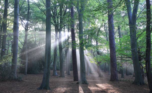 istock Beautiful view of Sutton Park with sunlight streaming through the tall trees 1450746197