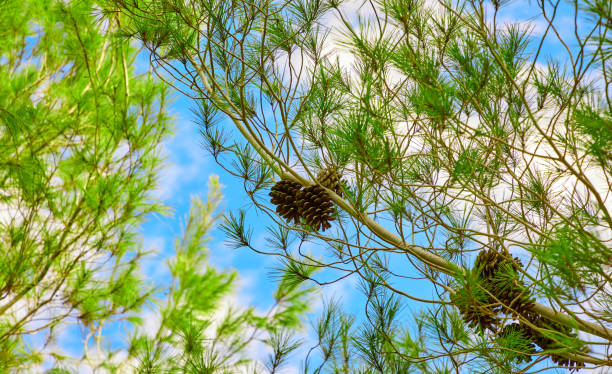 istock branches of a coniferous tree on a blue sky background 1450747706