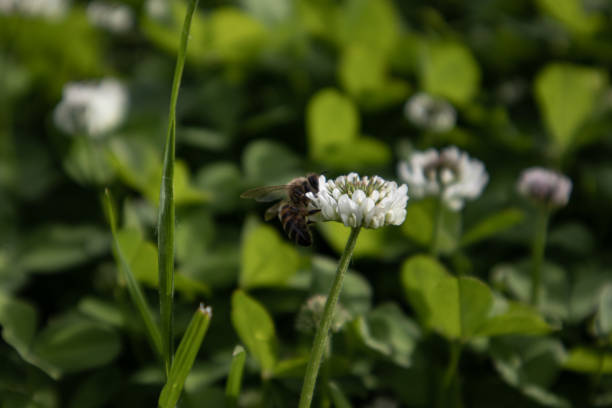 istock Bees collect nectar on white clover flowers in a meadow. 1450748382