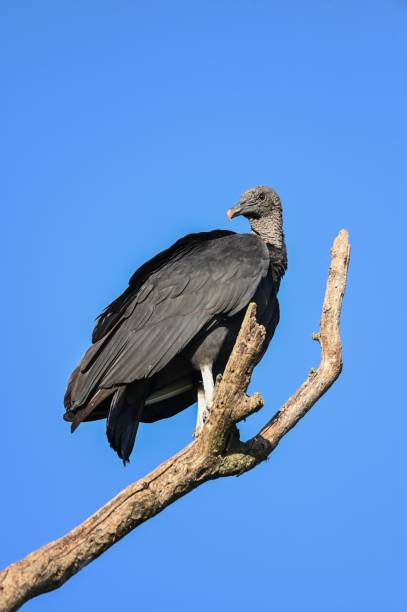 istock Vertical shot of a black-headed buzzard on dry tree branch 1450750885