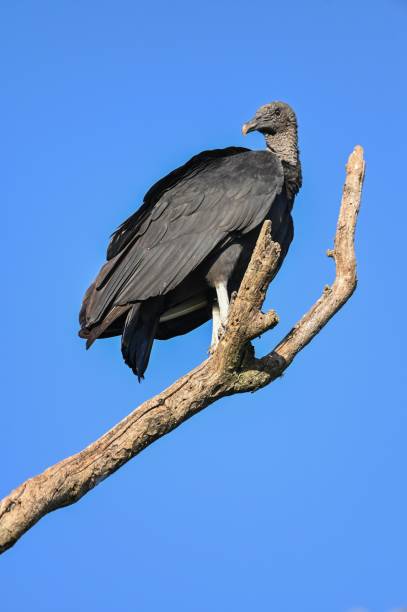 istock Vertical shot of a black-headed buzzard on dry tree branch 1450750889