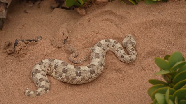 Horned Adder and Sidewinder Rattlesnake