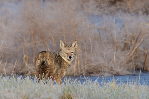 Red Fox, Vulpes vulpes,  in the snow hunting in Yellowstone National Park, WY