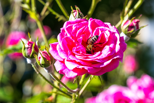 bees on a blooming rose
