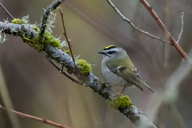 istock Golden-Crowned Kinglet Perches Daintily 1450754572