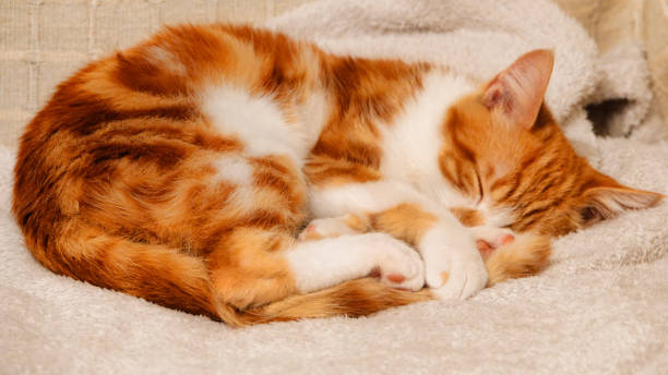 istock Cute and innocent orange tabby kitten sleeping on a blanket 1450756441