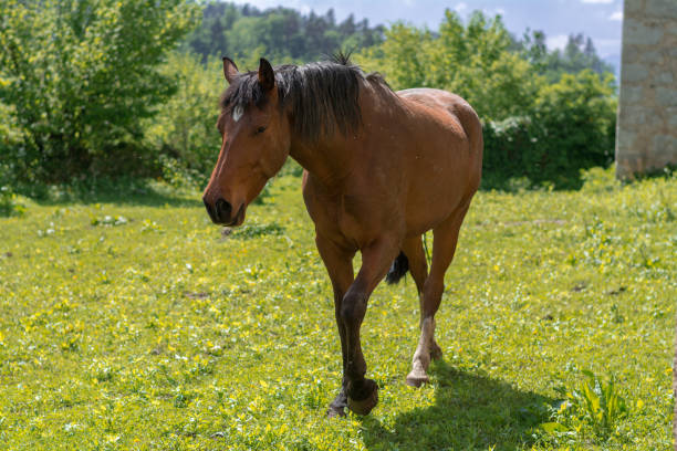 istock Brown horse walking towards 1450756510