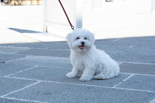 white Maltese Bichon dog with open mount and tongue outside on a leash