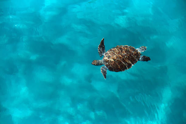 Huge turtle Caretta caretta swims in the sea, top view stock photo