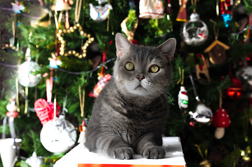 British shorthair cat on the gift box in front of the christmas tree