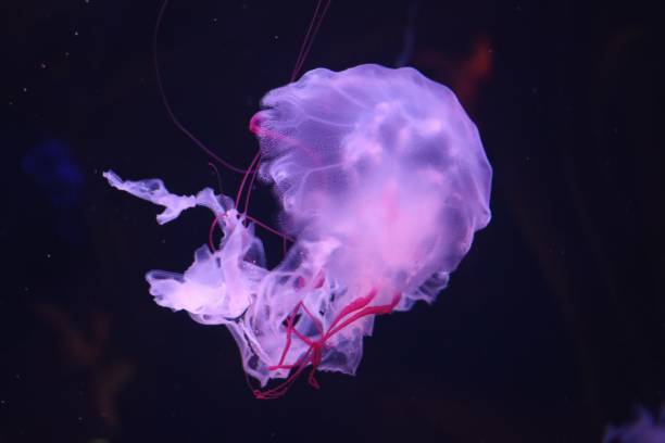 istock Closeup shot of a jelly fish 1450758779