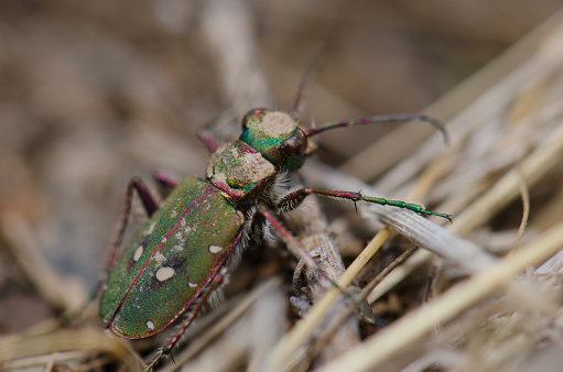 Common tiger beetle Cicindela maroccana. Monfrague National Park. Caceres. Extremadura. Spain.