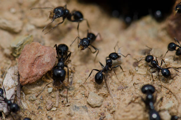 Ants. stock photo