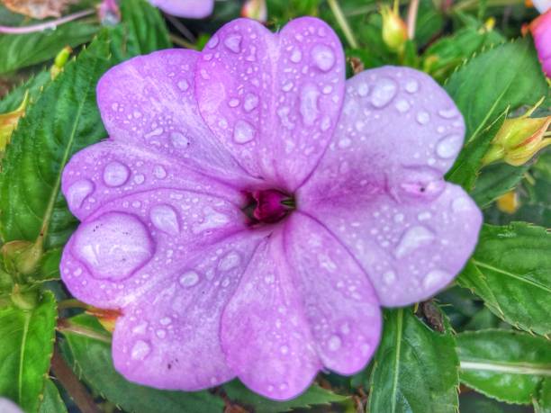 istock Impatiens walleriana open flower among rain droplets 1450760930
