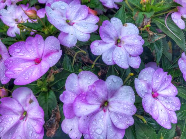istock Several Impatiens walleriana open flower among rain droplets 1450761248