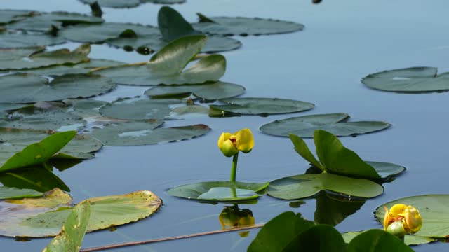 High-angle view of the Nuphar flowers and green leaves flowing on the water