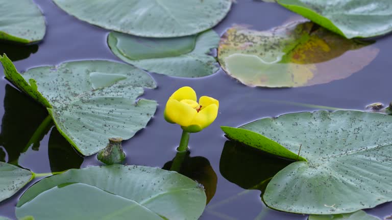 High-angle view of the Nuphar flower and green leaves flowing on the water