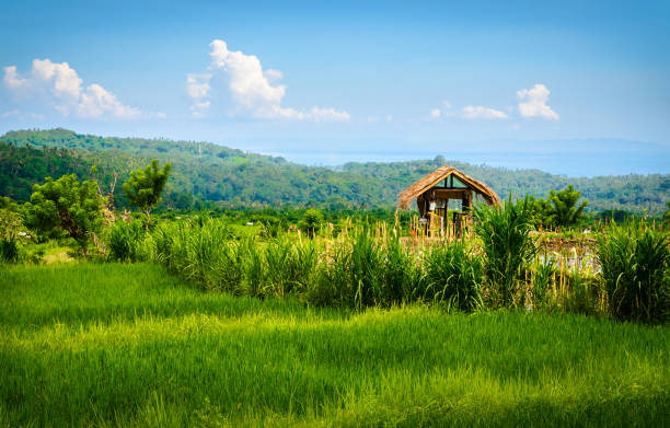 Beautiful Bali rice fields. Rice terraces in Bali, Indonesia