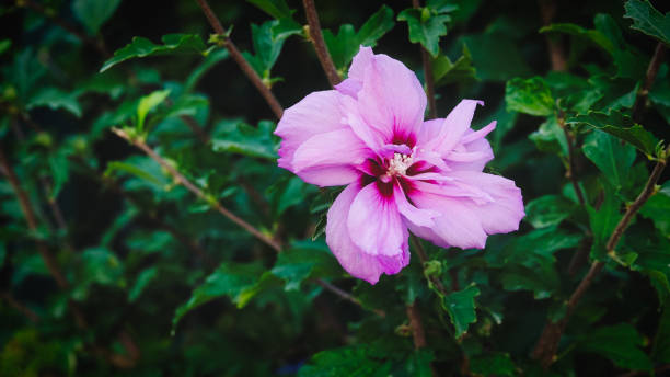 庭の紫色の花の束 - stem pollen hibiscus beauty in nature ストックフォトと画像