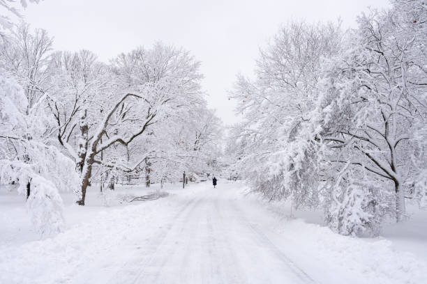 istock Snow covered trees and snowy ground in Ottawa Park 1450772762