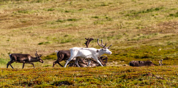 istock Reindeer in Northern Norway 1450773182