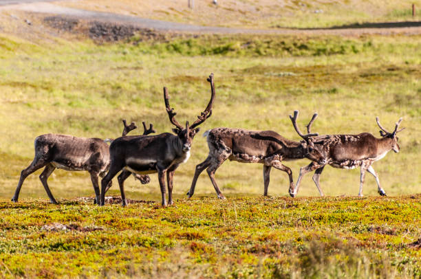istock Reindeer in Northern Norway 1450773236