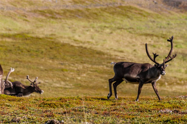 istock Reindeer in Northern Norway 1450773256