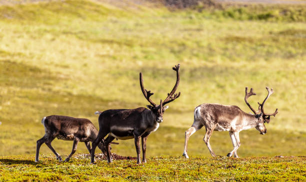 istock Reindeer in Northern Norway 1450773372