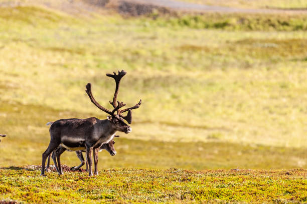 istock Reindeer in Northern Norway 1450773432