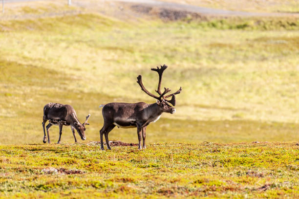istock Reindeer in Northern Norway 1450773447