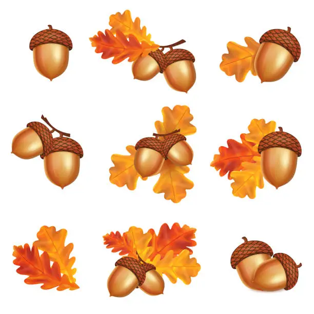 Vector illustration of Isolated acorns with oak leaves on white background. Autumn vector illustration